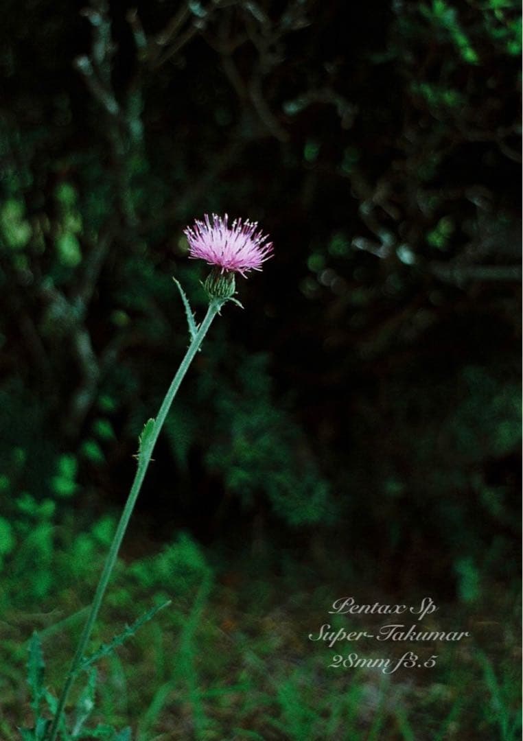 ★pentax sp＊希少品28mm f3.5前期型★完動品＊美品＊初期保証