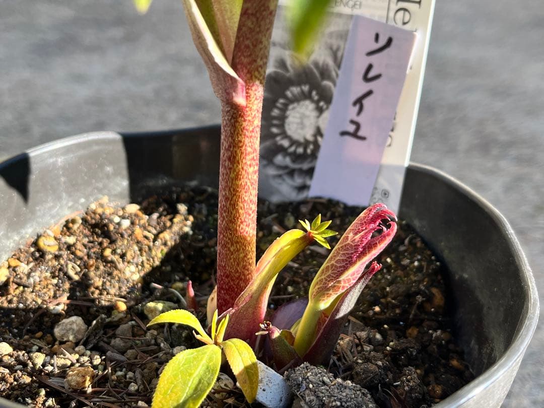 クリスマスローズ　認定タグ付き　ソレイユ　イエローベース　dd