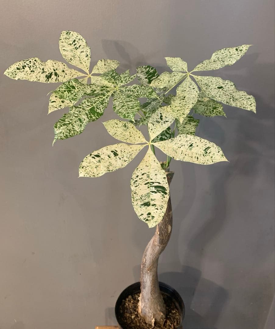 パキラ ミルキーウェイ 4