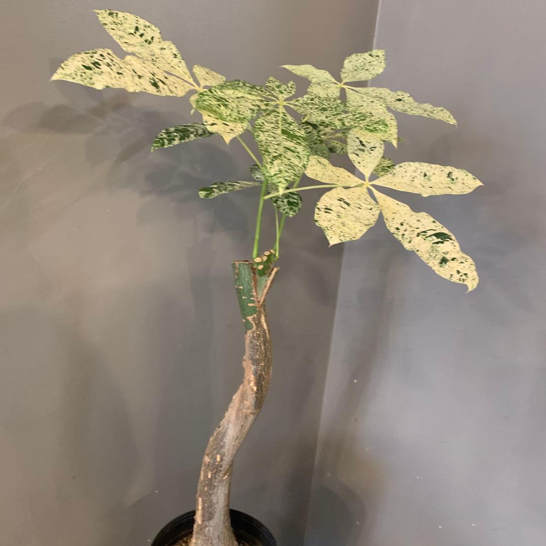 パキラ ミルキーウェイ 4