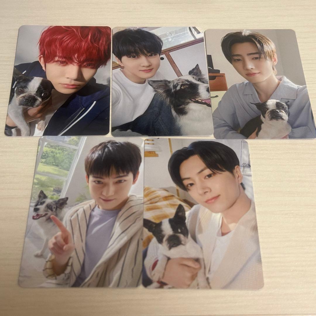 ENHYPEN アンケート トレカ　セット