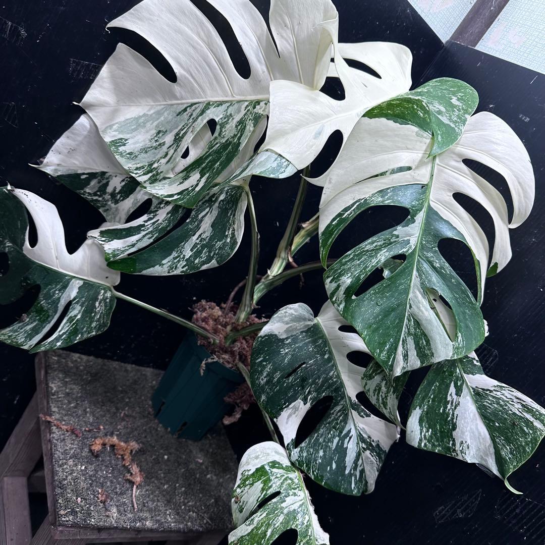 ひ*★様 斑入りモンステラ ホワイトタイガー極美大株52cm白斑多