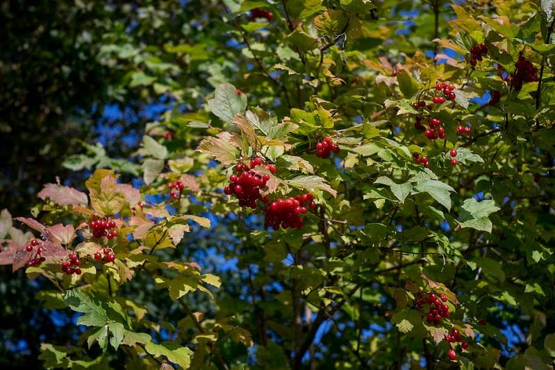 59　初期型　ジュピター 8 　2/50 L39　メタル製フード、フィルター付