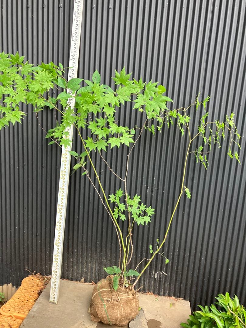 hiroooです！ 山採り　ヤマモミジ　ウワミズザクラ　混合株