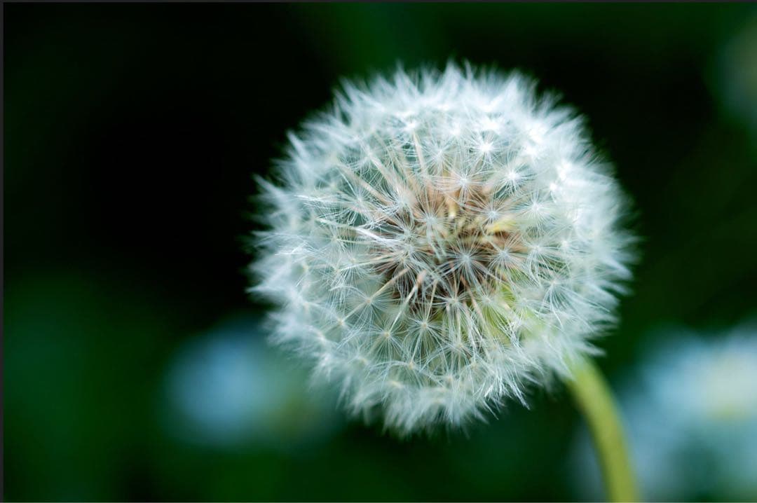 ARTRA LAB ARTOLUMEN 60mm F2.8 2X マクロレンズ