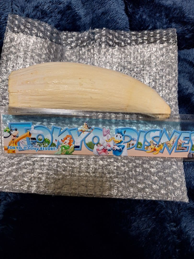 マッコウクジラの歯　393g