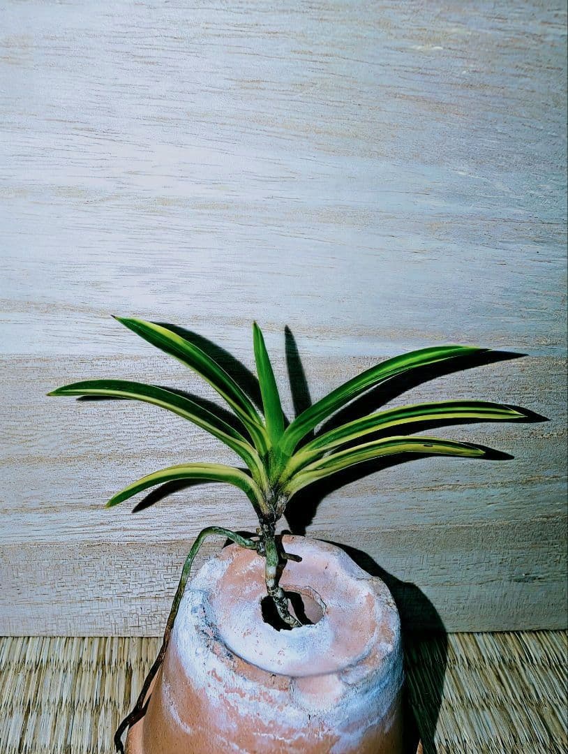 【♪金・黒祭り♪】富貴蘭　カラス黒牡丹縞（関東で人気の希少黒牡丹）