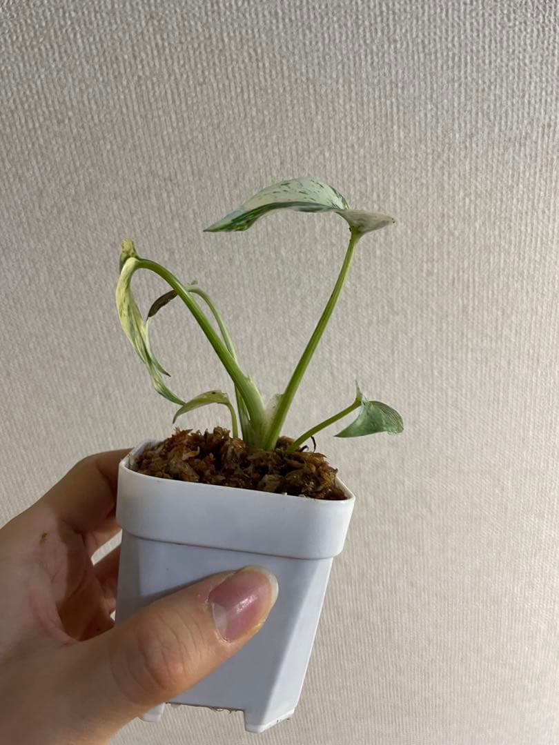 み*様 モンステラ　デリシオーサ　ミント