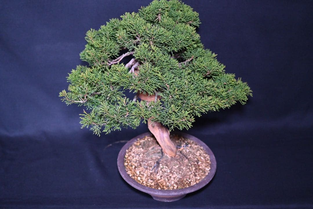 武*典様 糸魚川真柏　盆栽