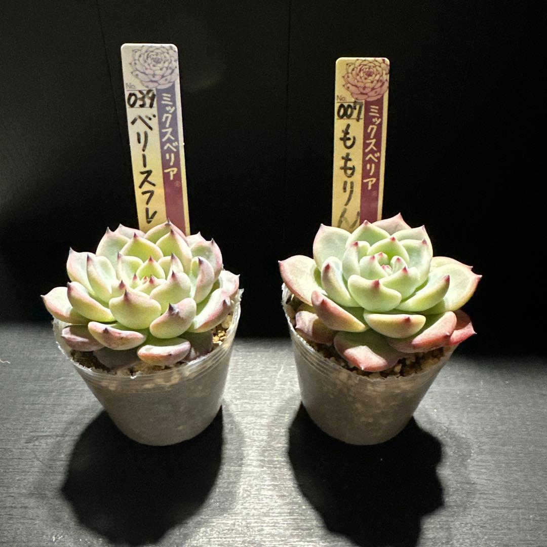 ゆ*ま様 おらいさん苗10点セット　まだまだ成長お楽しみに♡札なし