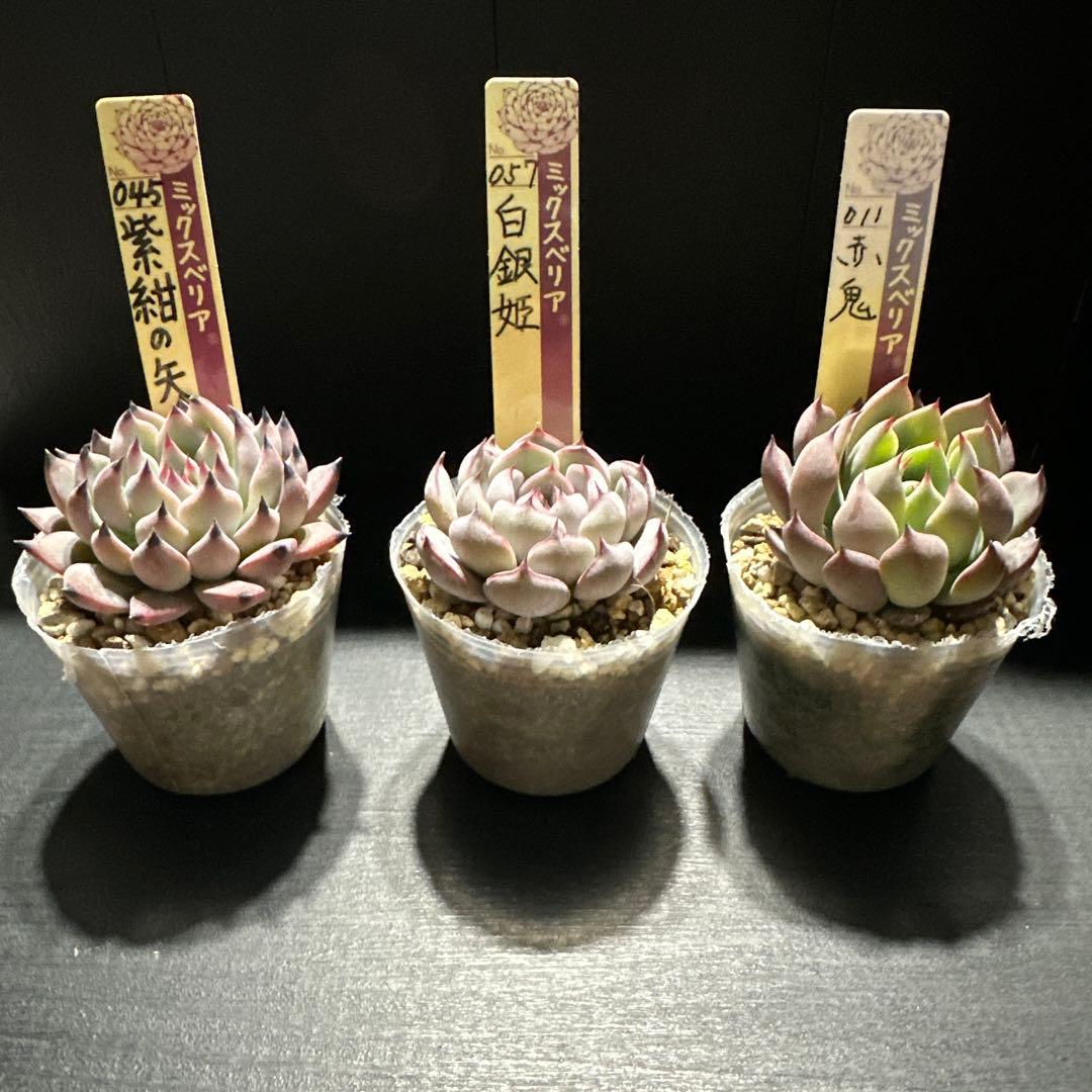 ゆ*ま様 おらいさん苗10点セット　まだまだ成長お楽しみに♡札なし