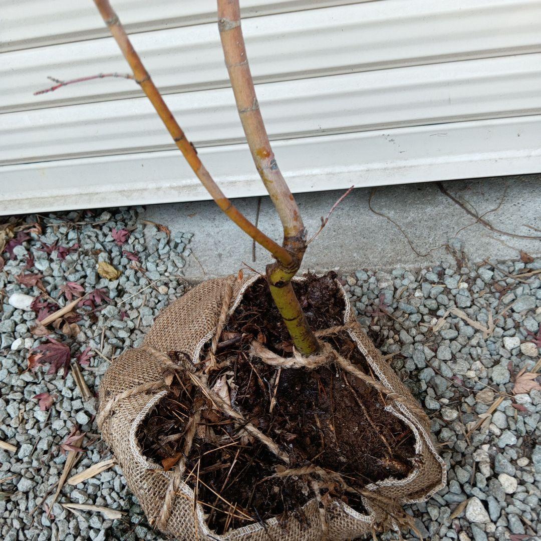 コハウチワカエデ　山採り　⑥