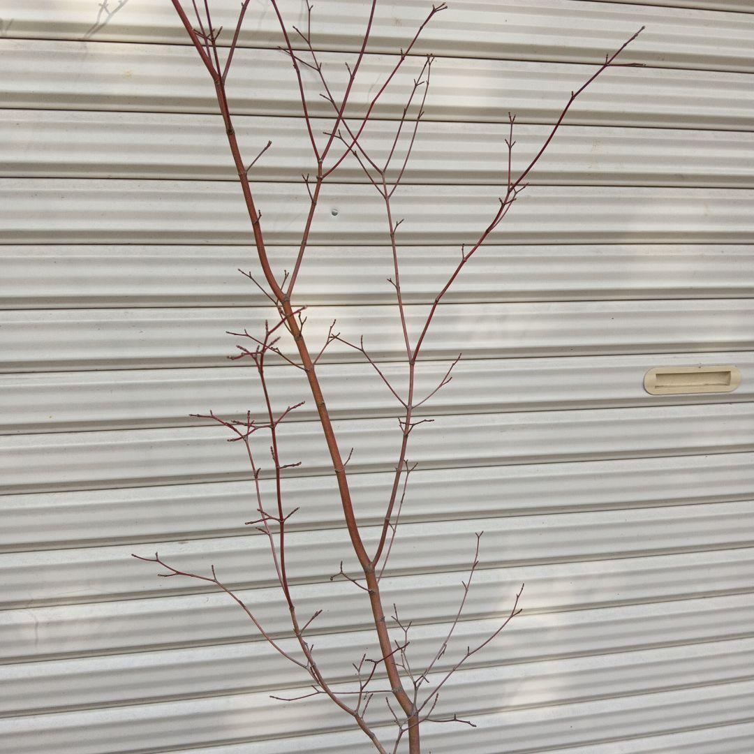 コハウチワカエデ　山採り　⑥