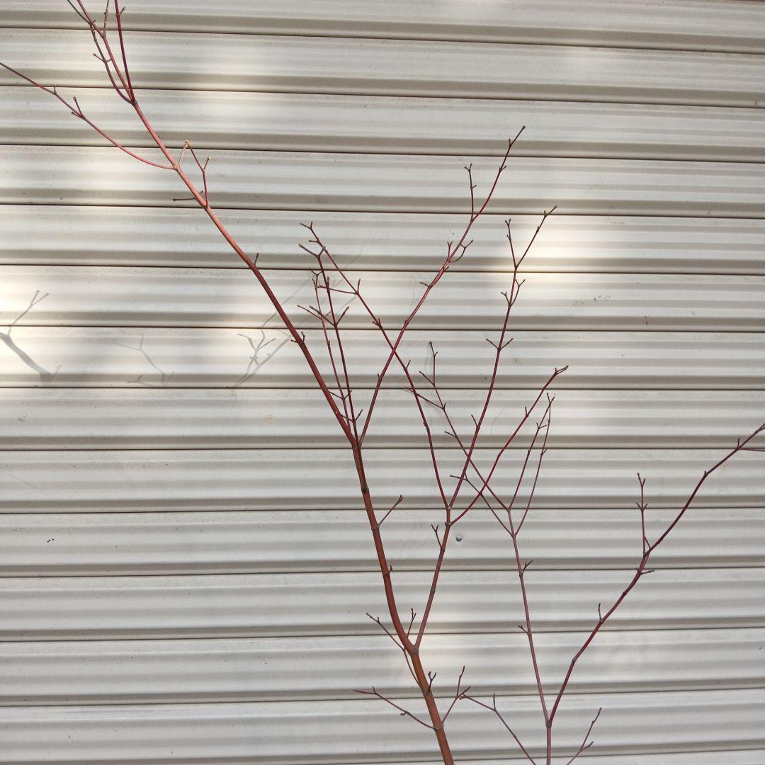 コハウチワカエデ　山採り　⑥