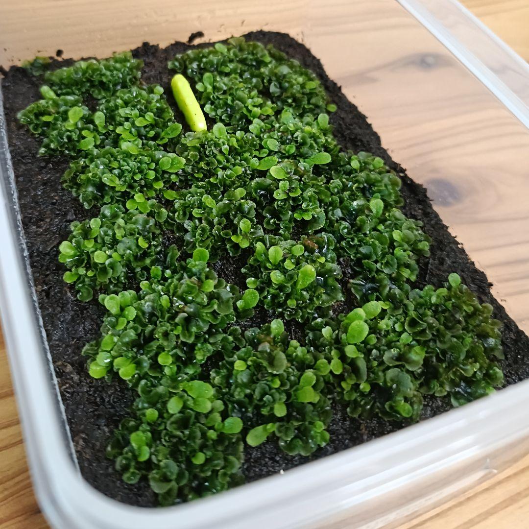 P.little crown dwarf 前葉体