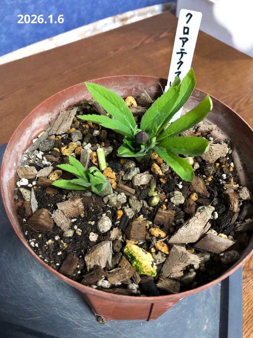 クリスマスローズ　クロアチクス　原種