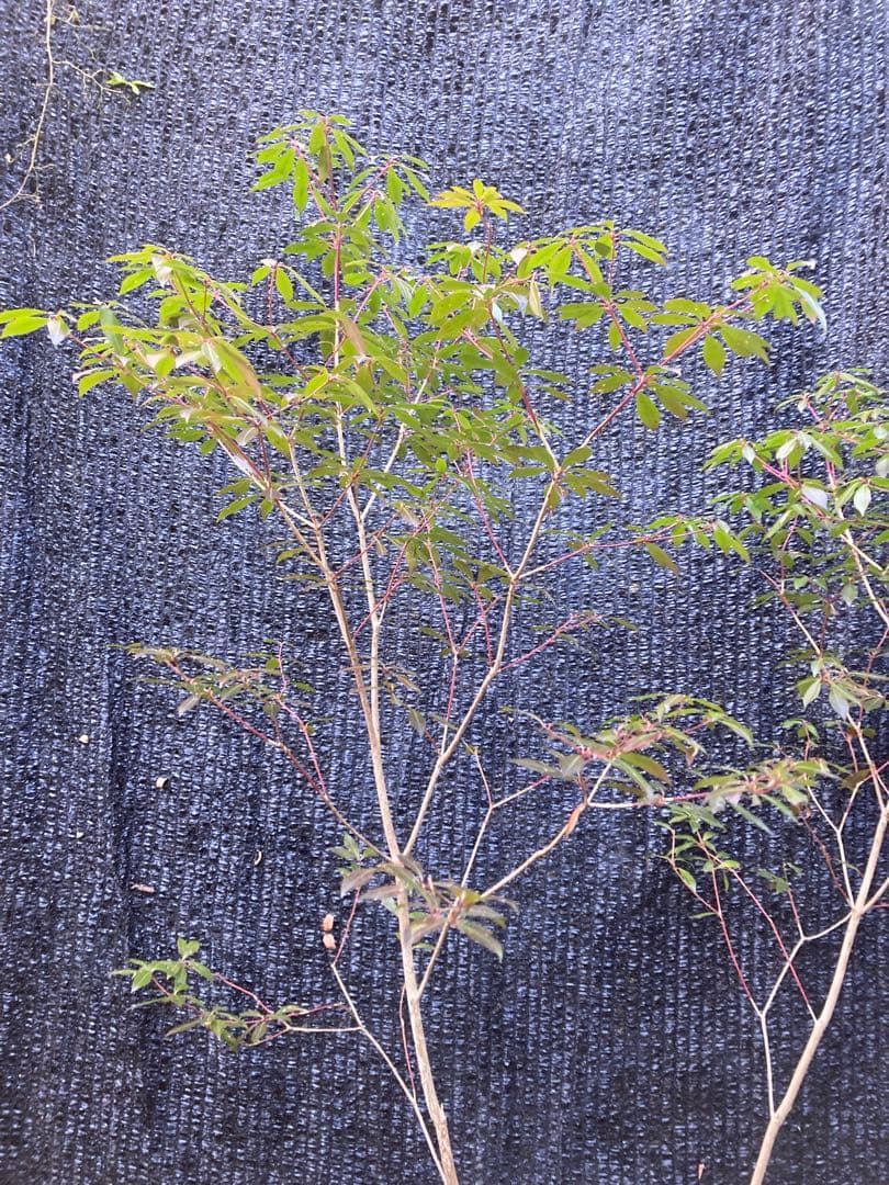 山採り　アセビ　馬酔木　約170センチ