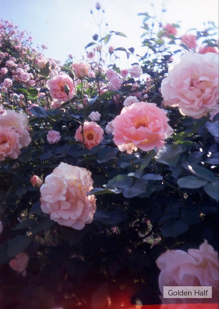 激レア 人気 ハローキティ ゴールデンハーフ golden half トイカメラ