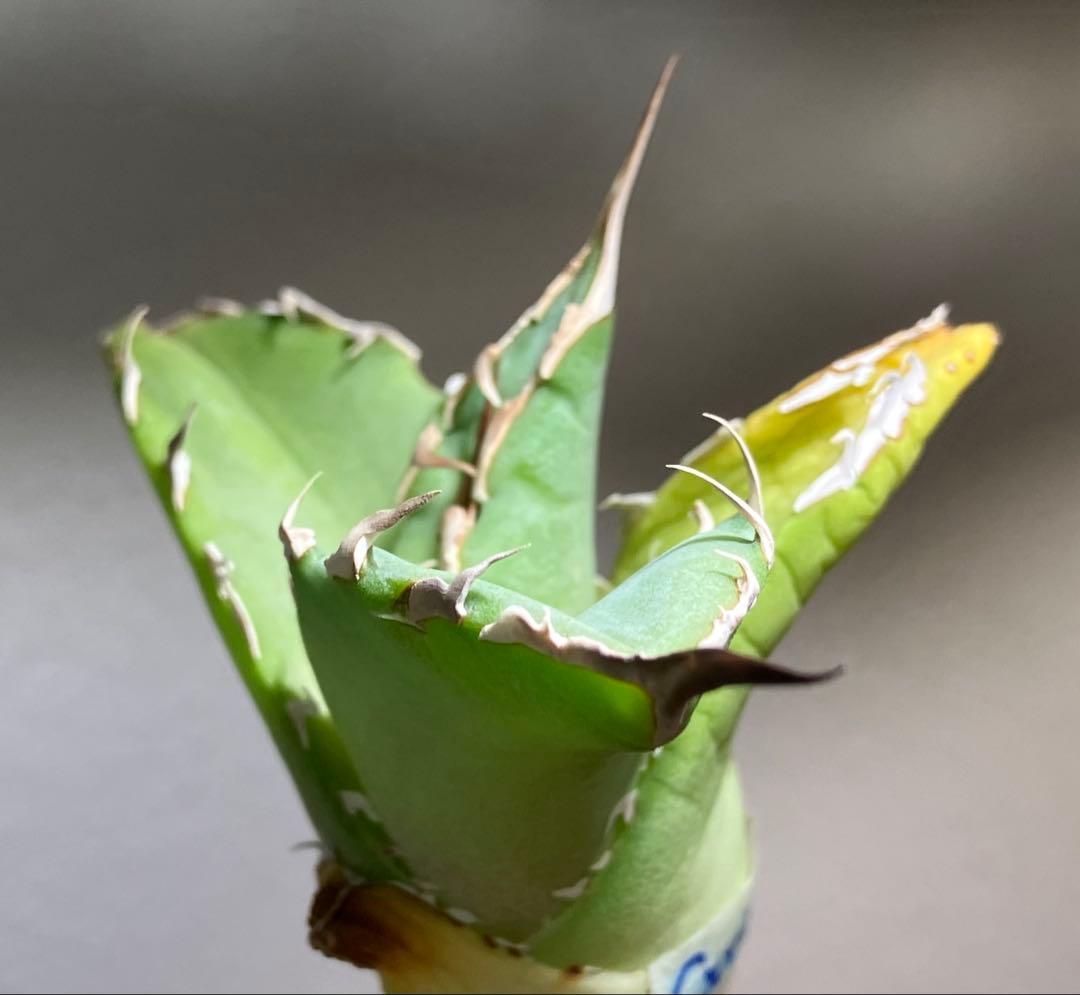 匿名配送【初売り】22 激レア　REZA産　イラン　アガベ　Griffin SP