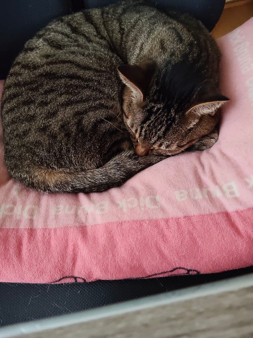 アンジーさん専用