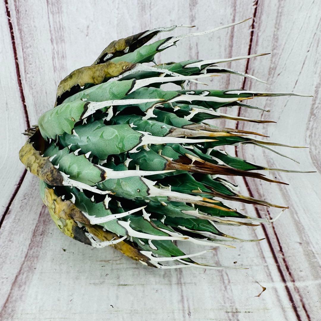 4 アガベ ユタエンシス エボリスピナ