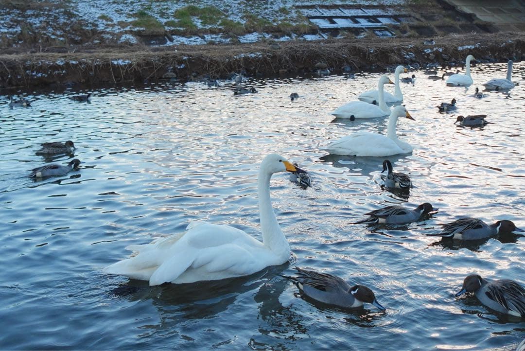 ソニー デジタルカメラ ZV-1F vlong特化カメラ
