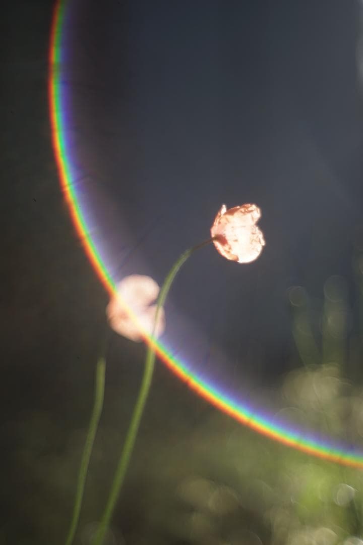 Nikon Nikkor-H.C 50mm f2 L39 銘玉Sonnarコピー