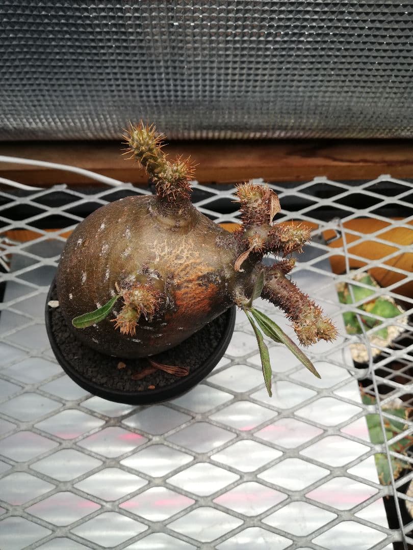 グラキリス 極小サイズ美株‼️