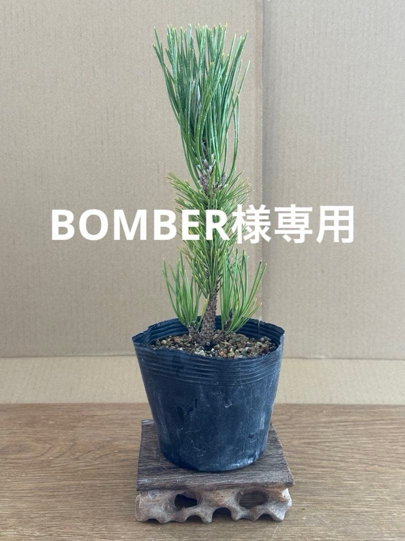 盆栽素材黒松苗木