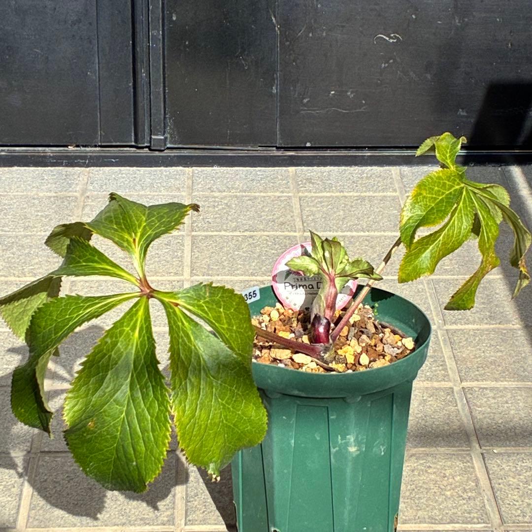 ヒ*イ様 ☘️限定1株☘️未株分け☘️蕾付き☘️3355⭐️プリマドレス⭐️色抜