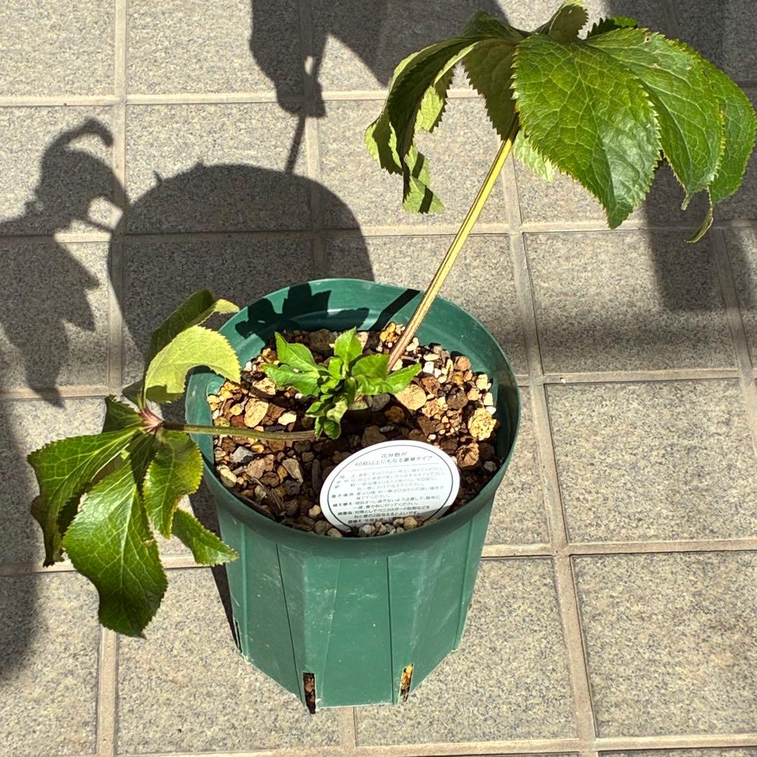 ヒ*イ様 ☘️限定1株☘️未株分け☘️蕾付き☘️3355⭐️プリマドレス⭐️色抜