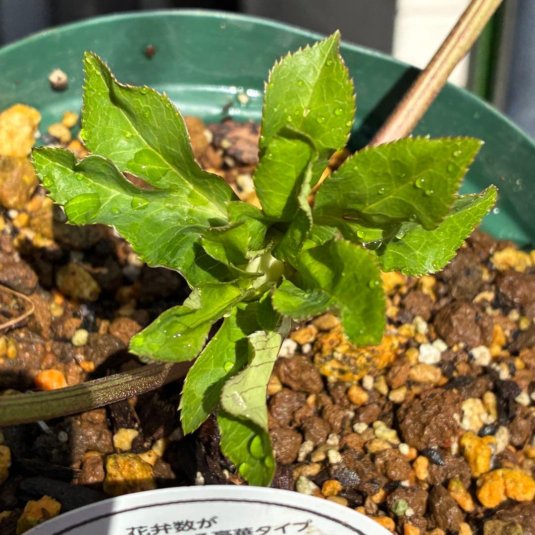 ヒ*イ様 ☘️限定1株☘️未株分け☘️蕾付き☘️3355⭐️プリマドレス⭐️色抜