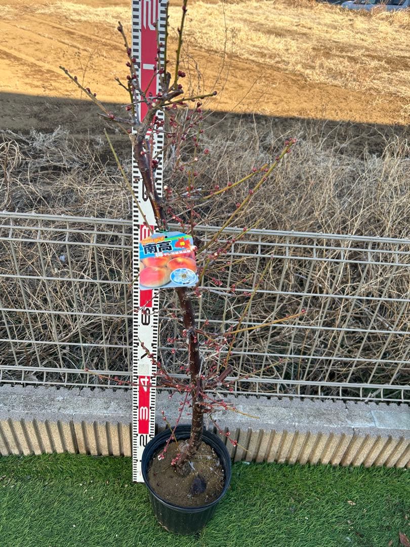 南高梅2本セット　ドット