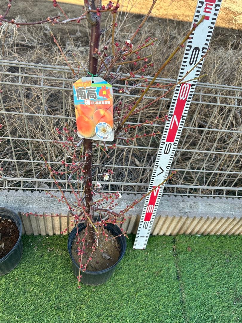 南高梅2本セット　ドット