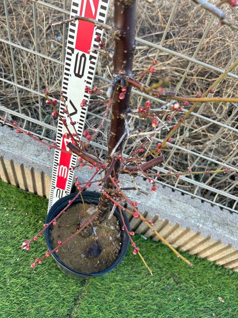 南高梅2本セット　ドット