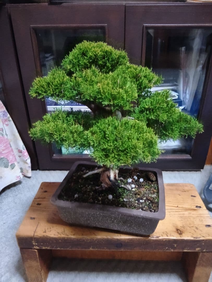 糸魚川シンパク（持ち込み古い）盆栽