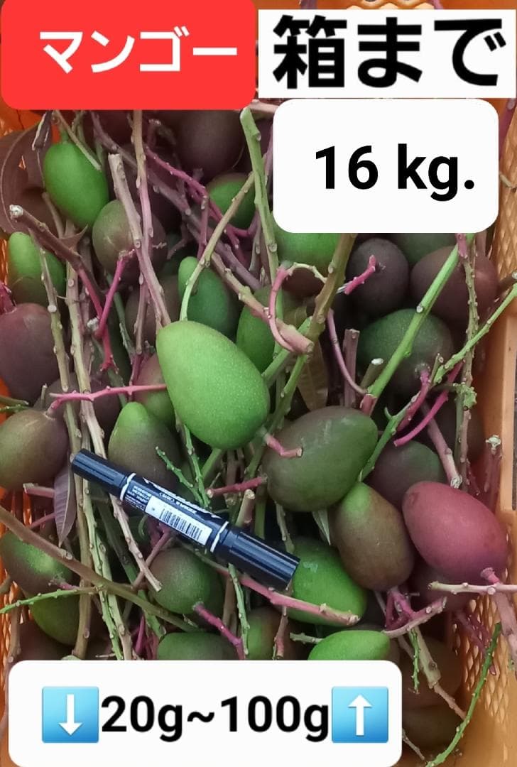 マンゴー+摘果 /16 kg including box
