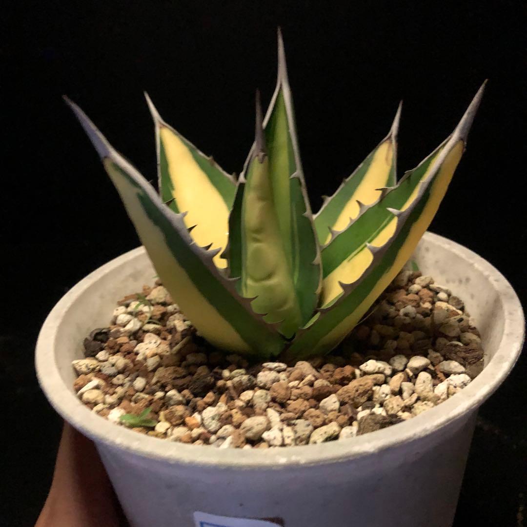 年末セールアガベパープソラム（Purpusorum）‼️26800-10000