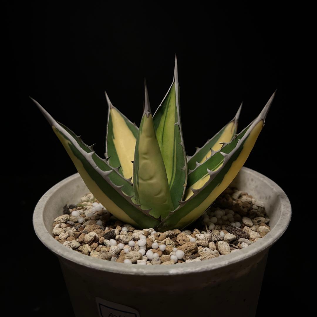 年末セールアガベパープソラム（Purpusorum）‼️26800-10000