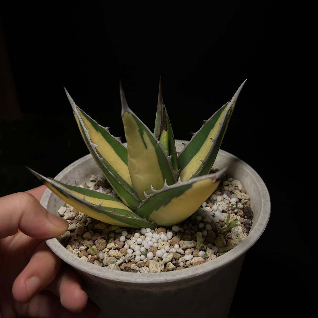 年末セールアガベパープソラム（Purpusorum）‼️26800-10000