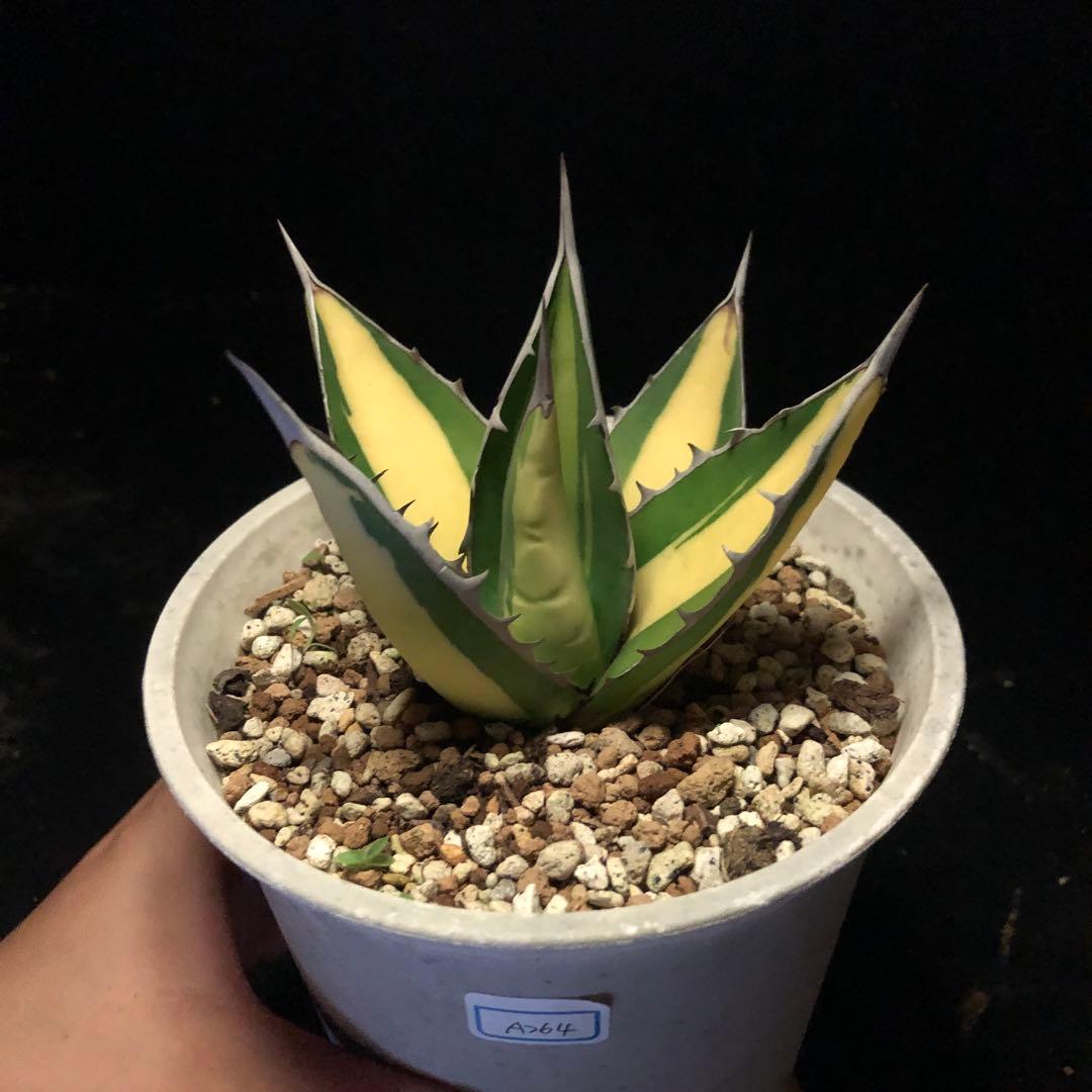 年末セールアガベパープソラム（Purpusorum）‼️26800-10000