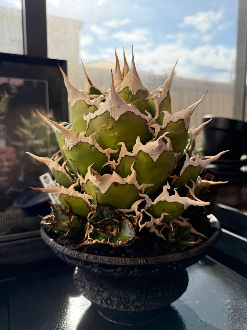 専用　アガベ　シーザー　凱撒　抜き苗