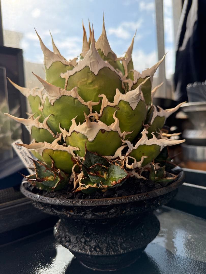 専用　アガベ　シーザー　凱撒　抜き苗