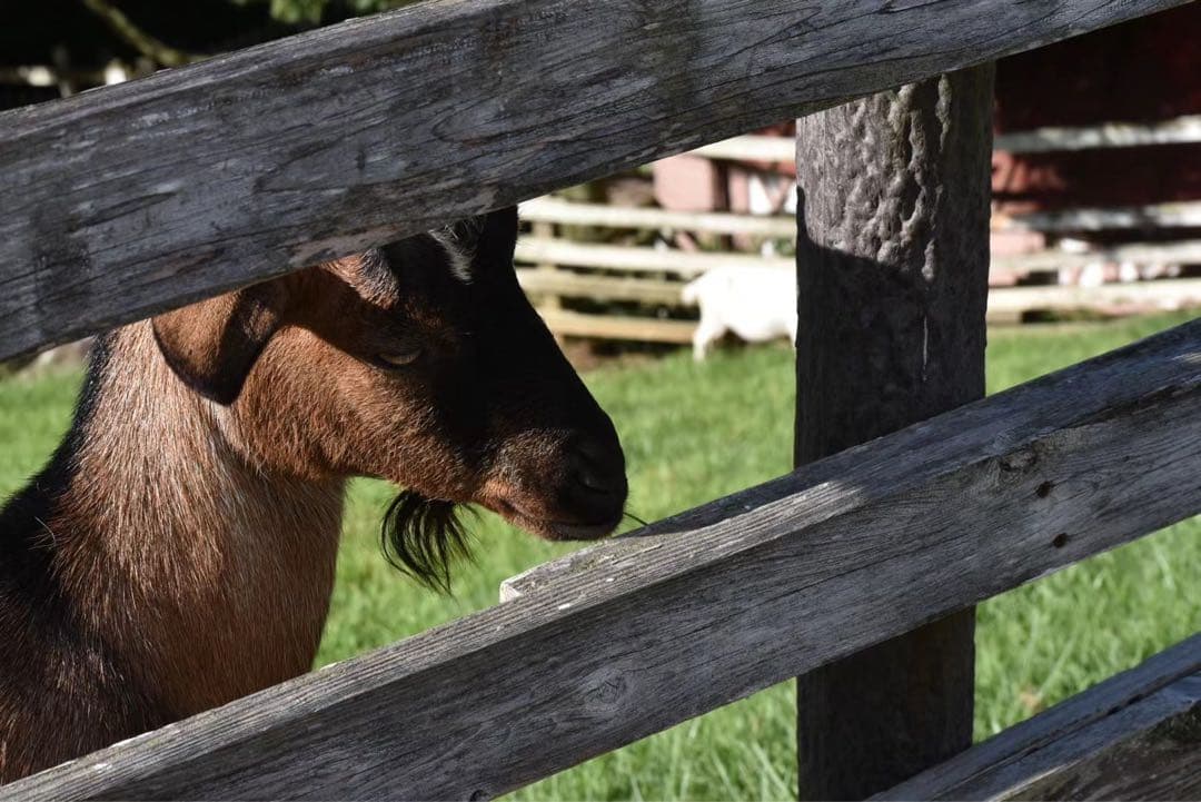 レンズ(ズーム) NIKKOR 55-200mm f/4-5.6G ED VR II