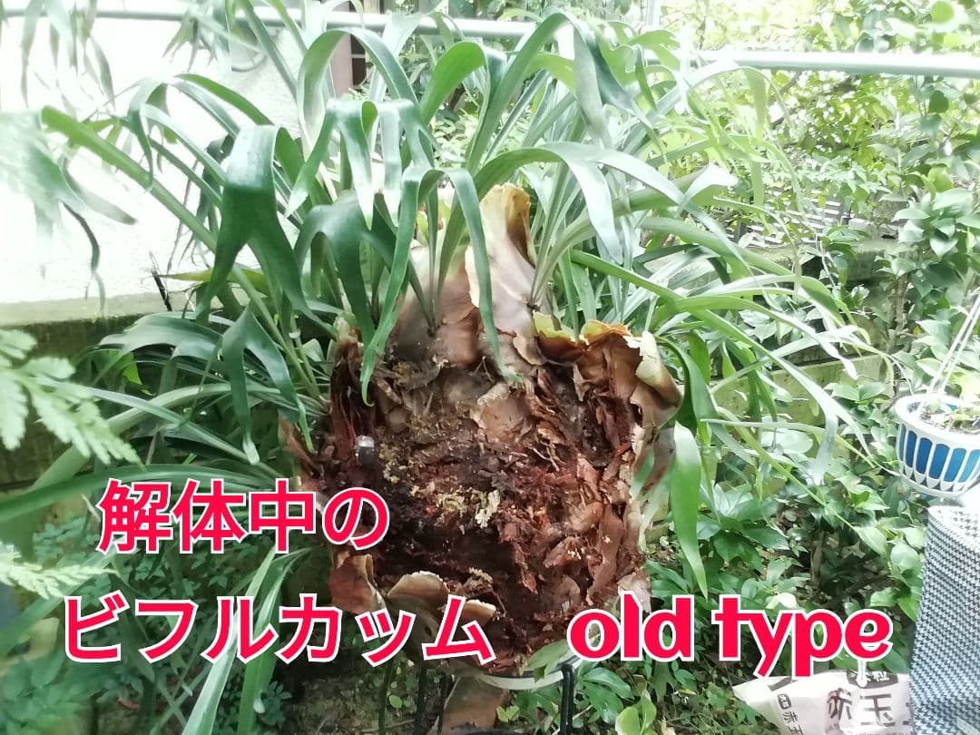 help help help希少株】P. bifurcatum オールド