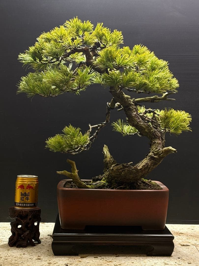 final price‼️ [盆栽]五葉松/山採り//黒松/真柏