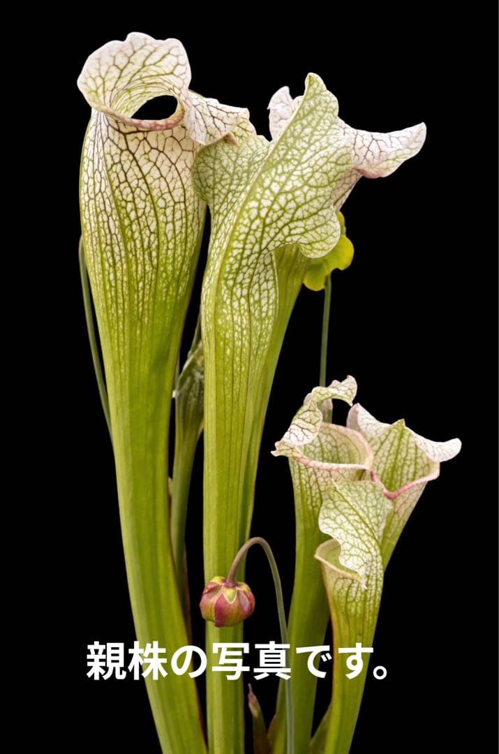 サラセニア　ビッグホワイト　中〜親株サイズ　抜き苗