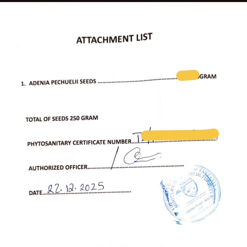 1月新着種子 アデニア ペチュエリー Adenia pechuelii 20粒