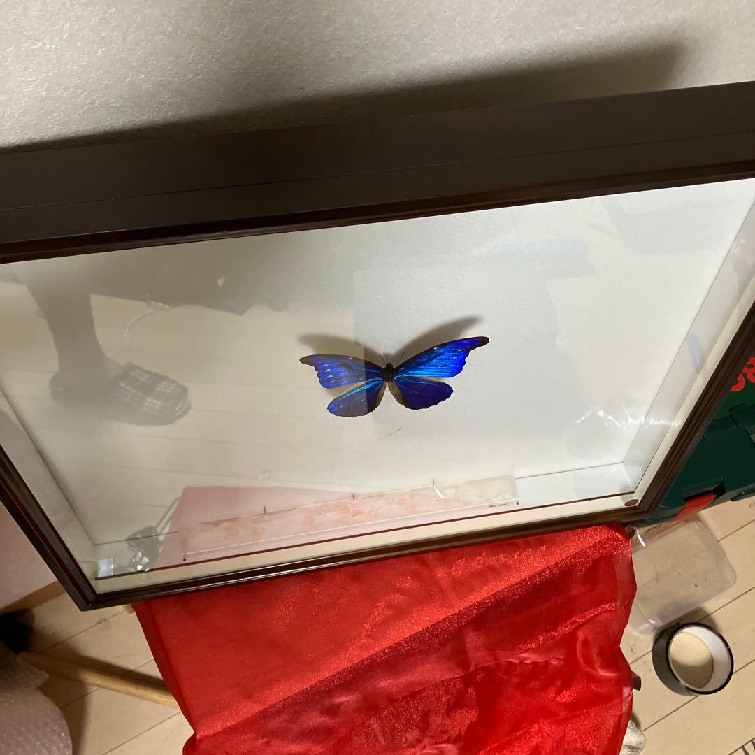 大型ドイツ標本箱（未使用uv） カキカモルフオ