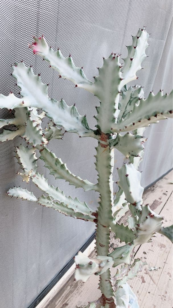 【超特大・希少】ユーフォルビア ホワイトゴースト 80cm 抜き苗 木質化あり